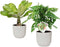 Goed & Groen - Combi Monstera ‘Monkey Leaf’ en Brighamia 'Hawaii Palm’ in ELHO Vibes Fold Round (zijdewit) - ↨ 35cm - Potmaat 14 - Exclusieve Kwaliteit Planten - Kamer Plant - Kamerplanten - Sfeer - Interieur