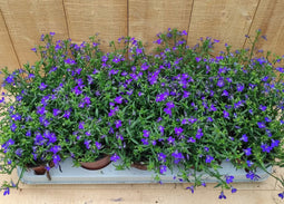 Lobelia s 10 potjes per tray kleur blauw