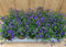 Lobelia s 10 potjes per tray kleur blauw