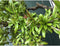 Granaatappelboom Punica granatum h 155 cm st. omtrek 35 cm