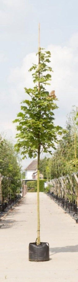 Zuil esdoorn | Acer platanoides 'Columnare' 6-10 cm | Bomenbezorgd.nl