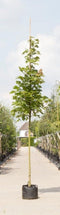 Zuil esdoorn | Acer platanoides 'Columnare' 6-10 cm | Bomenbezorgd.nl