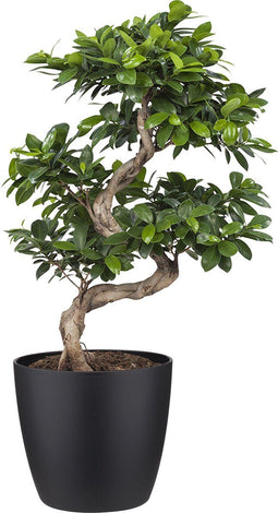 Goed & Groen - Ficus Gin Seng Bonsai met Elho Brussels Round pot Black - ↨ 70cm - Potmaat 27 - Exclusieve Kwaliteit Planten - Kamer Plant - Kamerplanten - Sfeer - Interieur