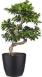 Goed & Groen - Ficus Gin Seng Bonsai met Elho Brussels Round pot Black - ↨ 70cm - Potmaat 27 - Exclusieve Kwaliteit Planten - Kamer Plant - Kamerplanten - Sfeer - Interieur