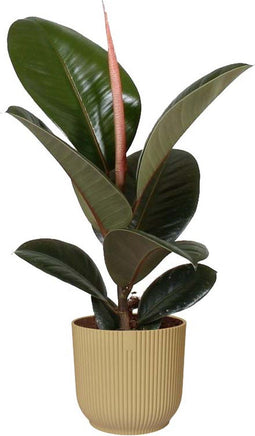 Ficus Robusta in ELHO Vibes Fold sierpot (botergeel) - Kwekerij J. de Groot - Groene plant- Hoogte 35 cm