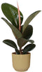 Ficus Robusta in ELHO Vibes Fold sierpot (botergeel) - Kwekerij J. de Groot - Groene plant- Hoogte 35 cm