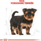 Royal Canin Yorkshire Terrier Junior 1.5 KG