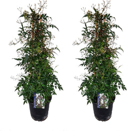 Plant in a Box - Jasminum polyanthum - Set van 2 - Jasmijn tuinplant Piramide - Groenblijvende klimplant - Pot 17cm - Hoogte 60-70cm