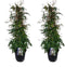 Plant in a Box - Jasminum polyanthum - Set van 2 - Jasmijn tuinplant Piramide - Groenblijvende klimplant - Pot 17cm - Hoogte 60-70cm