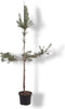 Warentuin natuurlijk - Pinus sylvestris 150-175 cm Conifeer