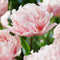 Plant in a Box - Tulipa Dreamer - Tulpenbollen x20 - Bloembollen voor Tuin, Terras of Balkon