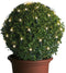 Lumineo Buxus kerstverlichting - 80 led lampjes - warm wit - lichtnet - 50 x 50 cm - kerstlampje buxus boompje