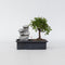 Plant in a Box - Bonsai boompje met Easy-care watersysteem én stromende waterval over Zen stenen - kamerplant - Hoogte 25-35cm