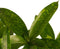 Decorum Dracaena Surculosa met Elho brussels white – ↨ 55 cm – ⌀ 17 cm