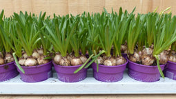 Warentuin natuurlijk - Blauwe Druifjes 18 stuks in kleine potjes k...