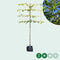 Leilinde 8-12 cm omtrek van de stam + aanplantpakket