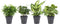 Combibox hippe kamerplanten in Anne Grey keramiek – ↨ 25cm – ⌀ 12cm