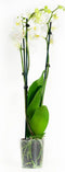 Phalaenopsis Wit – ↨ 60cm – ⌀ 12cm