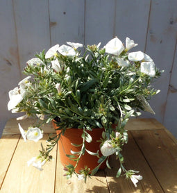 Convolvulus Cneorum zilverwinde