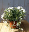 Convolvulus Cneorum zilverwinde