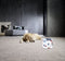 Miele Cat & Dog Pack XL GN - HyClean 3D Efficiency - 99,9% fijne stofdeeltjes filteren - (3 stuks)