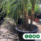 Cordyline 'Indivisa' - meerstammig |