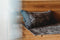 Saunakussen Pino zwart 50x22 cm - Rento