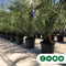 Dadelpalm 200 cm | Phoenix canariensis 20-30 cm| Bomenbezorgd.nl