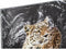 Schilderij DKD Home Decor Luipaard Koloniaal (50 x 1,8 x 70 cm) (4 Stuks)