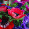 Plant in a Box - Anemone de Caen Mix x50 - Bloembollen winterhard - Tuin, pot of balkon