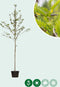 Valse Christusdoorn | Gleditsia triac. 'Inermis' 14-18cm | Bomenbezorgd.nl