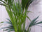 Kamerpalm Kentiapalm 300 cm kamerplant