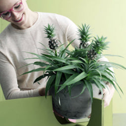 Kamerplant - Ananas Corona double