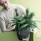 Kamerplant - Ananas Corona double
