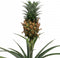 Kamerplant - Ananas Corona double