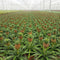 Kamerplant - Ananas Corona double