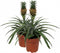 Kamerplant - Ananas Corona double