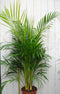 Kamerplant Arecapalm 120 cm