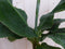 Kamerplant Bananenplant Musa