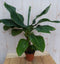 Kamerplant Bananenplant Musa