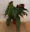 Kamerplant Begonia Maculata met stip Begoniaceae