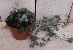 Kamerplant Ceropegia Chinees Lantaarnplantje