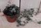 Kamerplant Ceropegia Chinees Lantaarnplantje
