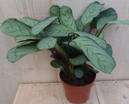 Kamerplant Ctenanthe