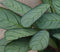 Kamerplant Ctenanthe