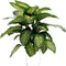 Kamerplant Dieffenbachia groot 100 cm