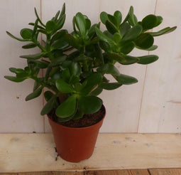 Kamerplant Dikblad Crassula