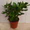 Kamerplant Dikblad Crassula