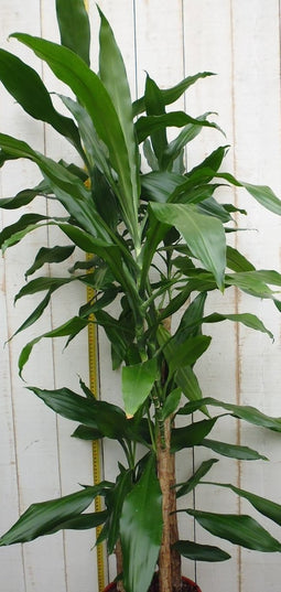 Kamerplant Drakenbloedboom Dracaena Fragrans Donkergroen 120 cm