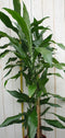 Kamerplant Drakenbloedboom Dracaena Fragrans Donkergroen 120 cm